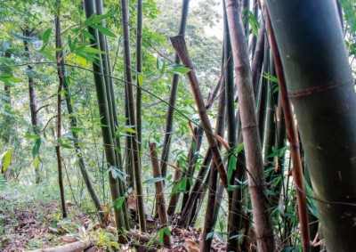 建造作物-麻竹，可製造便橋、瞭望台支架或趕鳥台支架，鋸下2~3 節作為液體蒐集筒或是攜帶筒，例如祭祀用的酒。